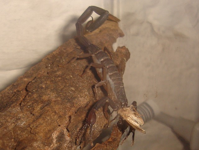 Male Centruroides gracilis eating a moth.