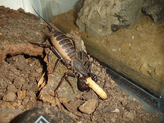 Vinegaroon eating a superworm.