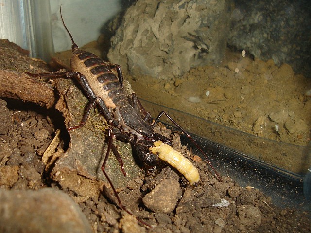 Vinegaroon eating a superworm.