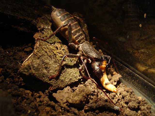 Vinegaroon eating a superworm.