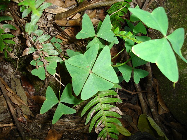 Clover (or "clover") with 4-foliate leaves.