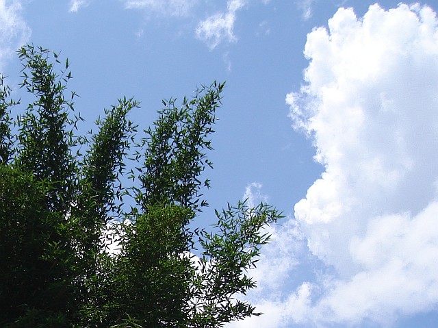 Bamboo against the sky.