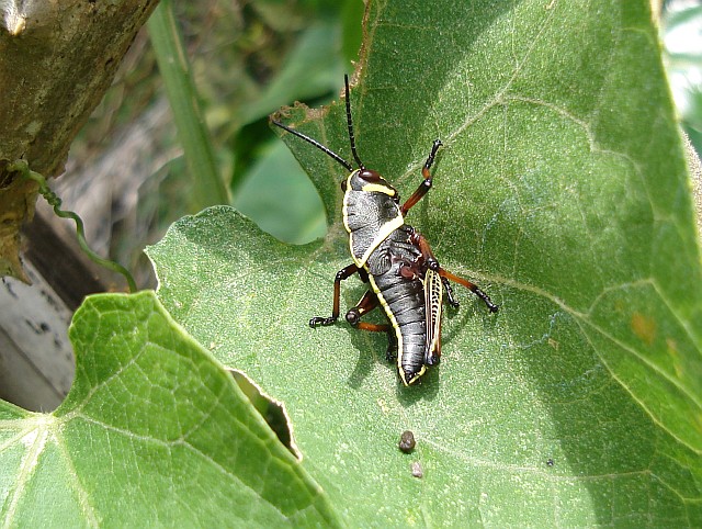 A black with yellow grasshopper.