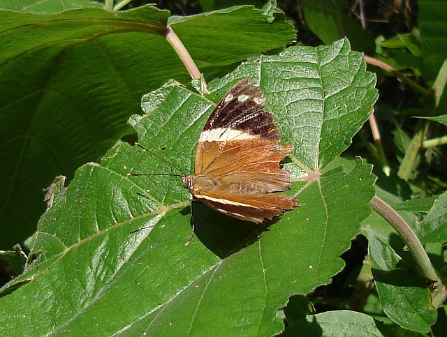 A butterfly resting on a leaf.