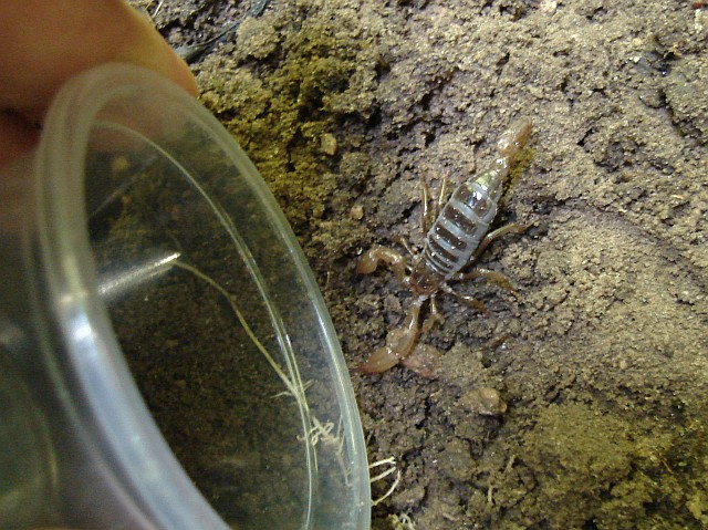 John capturing a juvenile Diplocentrus sp. (scorpion).