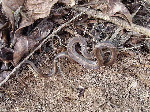 Coniophanes imperialis, the Black-Striped snake.
