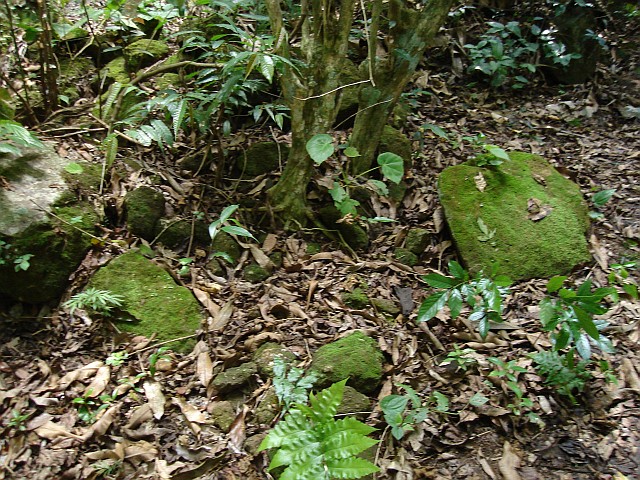 Diplocentrus habitat, to the right the stone I found the scorpion under.