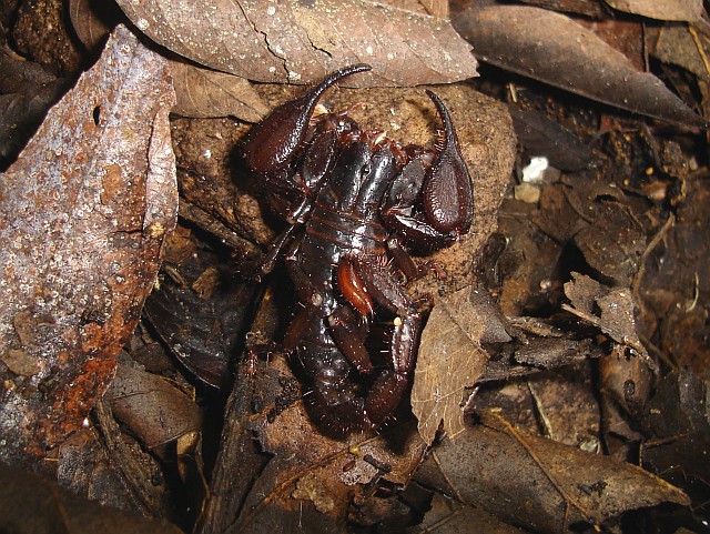 Diplocentrus melici (scorpion) (flash on).