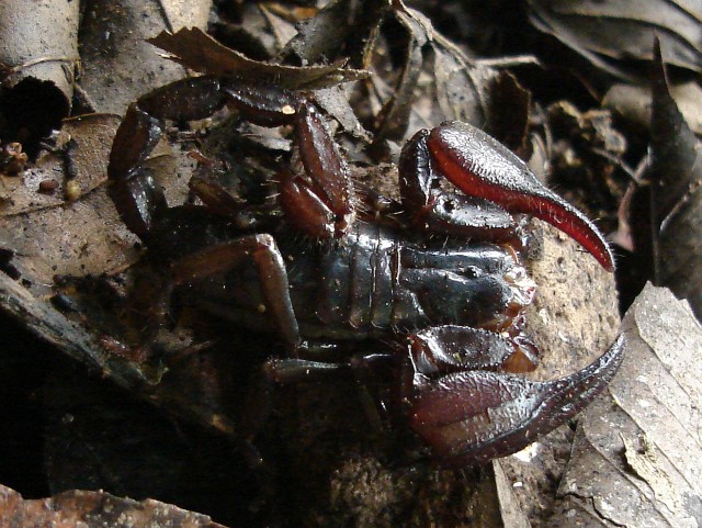 Diplocentrus melici (scorpion) (flash off).