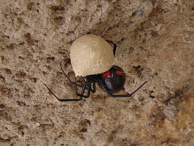 Female Mexican black window spider (Latrodectus sp.) with egg sac.