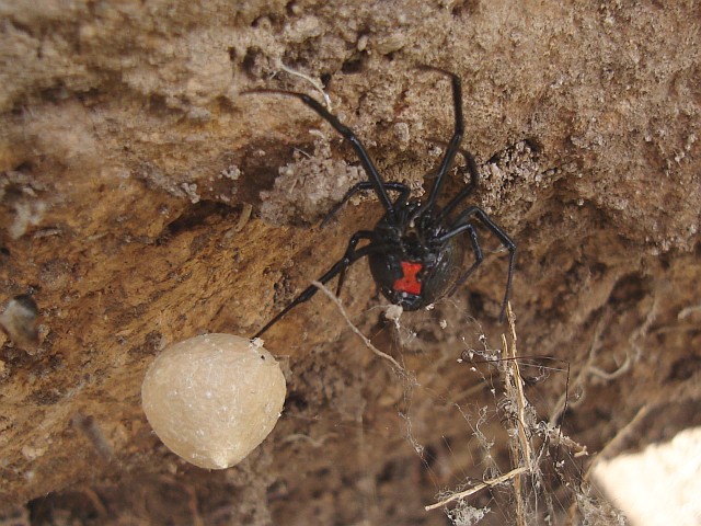 Female black widow spider (Latrodectus sp.) near her egg sac.