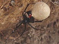 Female black widow spider holding her egg sac