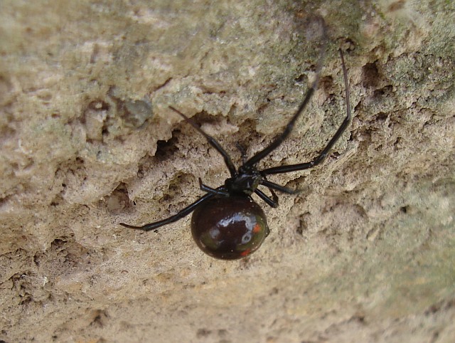 Female black widow spider (Latrodectus sp.).