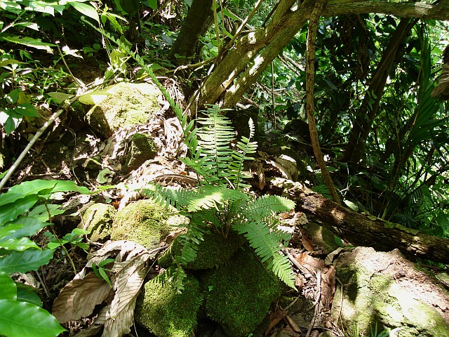 A fern enjoying some direct sun light.