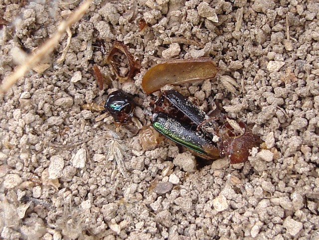 Leftovers of a meal, probably caused by the black widow spider.