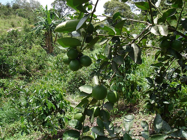 Lemon tree, in the background coffee plants and a banana plant.