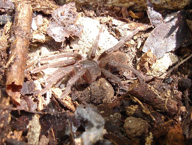A juvenile tarantula.