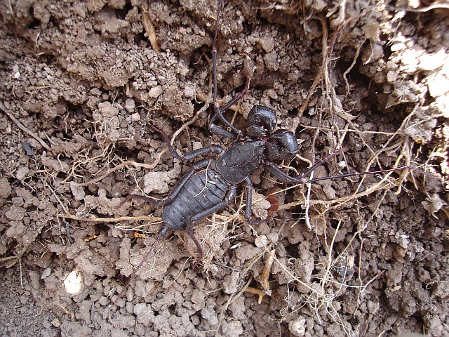 Uroypygid sp. (whip scorpion).