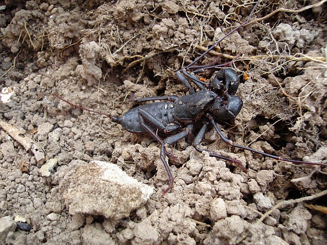 Close up of a vinegaroon (whip scorpion)