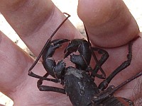 Whip scorpion on my hand