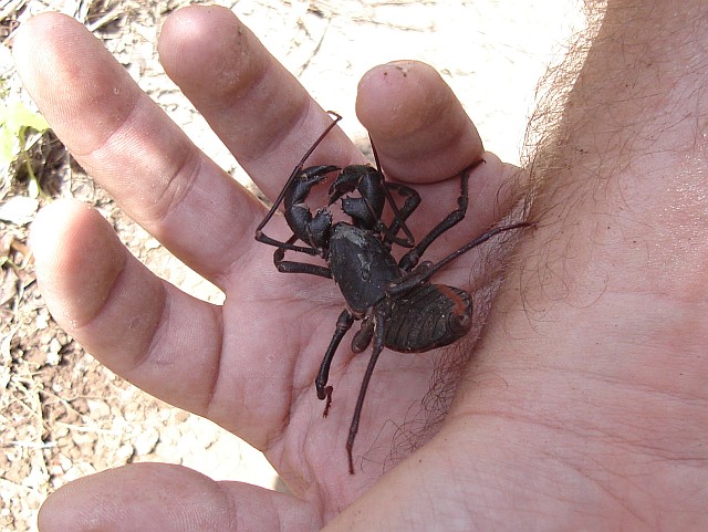 Vinegaroon walking on my hand