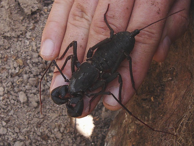Close up of a vinegaroon (whip scorpion)