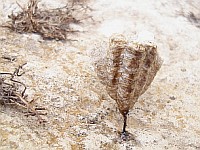 Wasps' nest under a stone