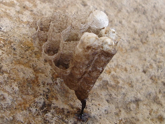 Wasps' nest, side view.