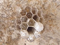 Wasps' nest under a stone