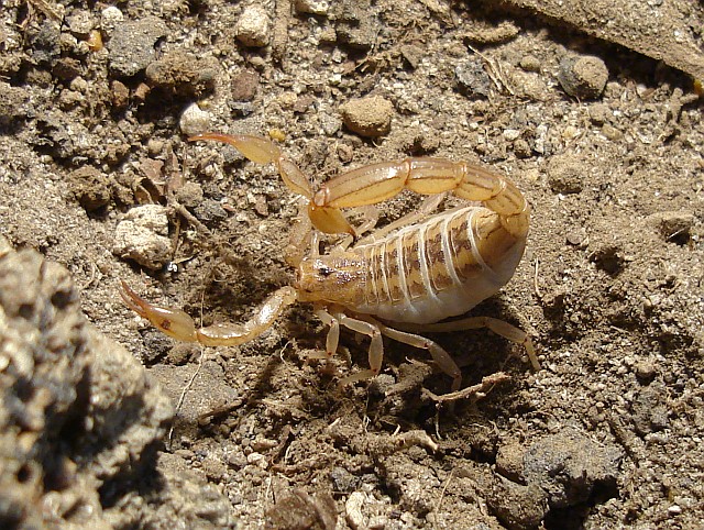 Gravid scorpion (Vaejovis sp), threat posture, taken June 5th, 2006.