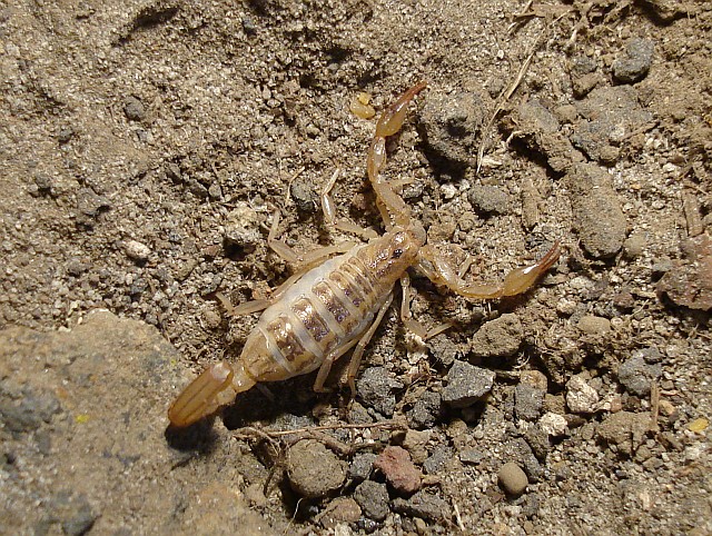 Top view of the gravid scorpion (Vaejovis sp), taken June 5th, 2006.
