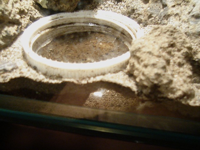 Scorpion burrow under the water dish.