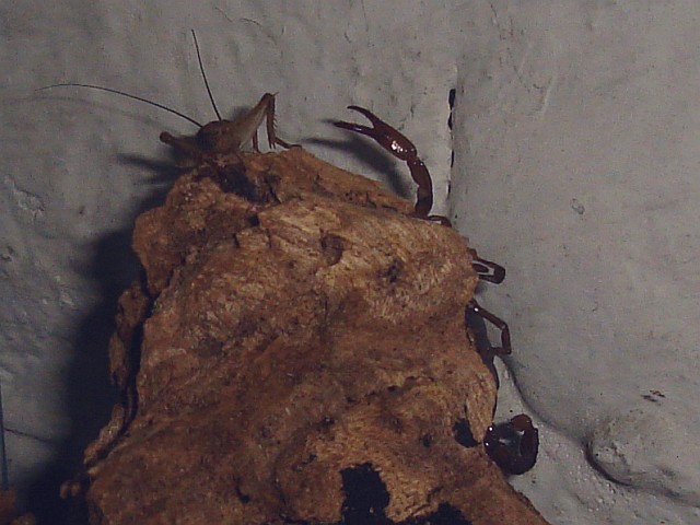 Scorpion (Diplocentrus sp.) hunting for a house cricket
