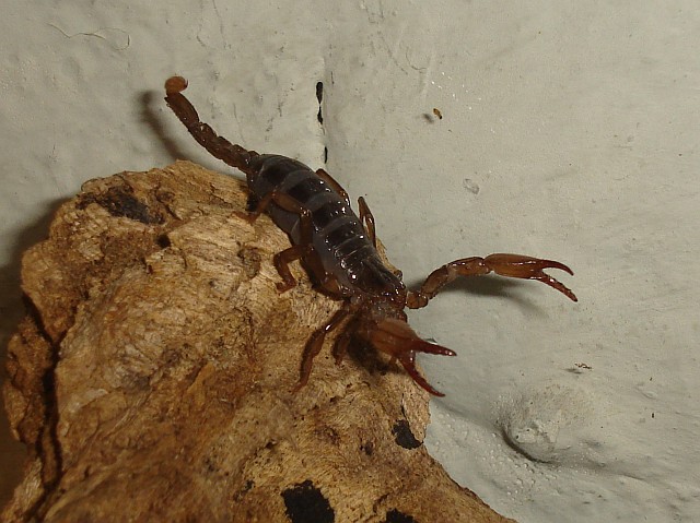 Where did it go? Scorpion looking for a house cricket