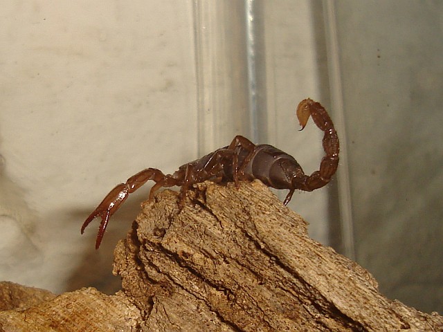 Scorpion looking for a house cricket