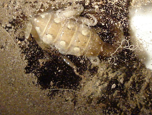 Scorpion with babies in her burrow.