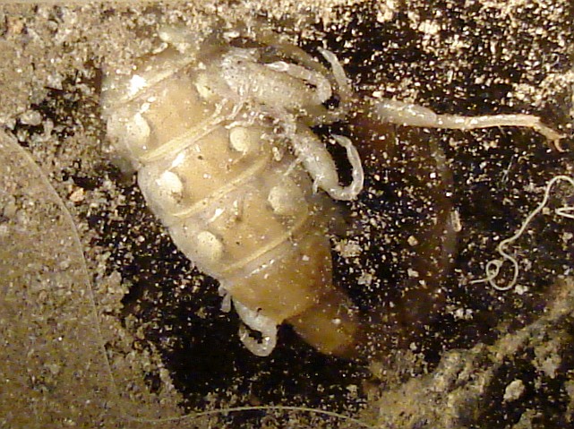 Scorpion with babies in her burrow.