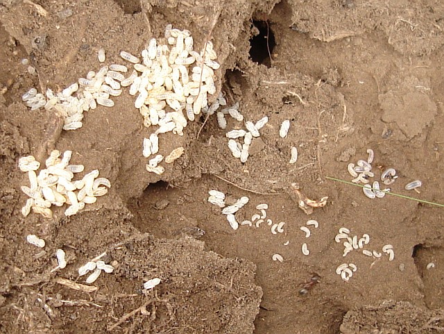 Ant larvae at various stages.