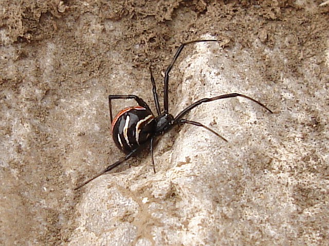 A black widow spider (Latrodectus species).