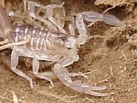 Recently molted scorpion on top of exuvia