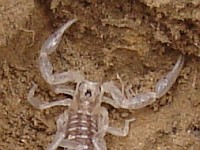 Recently molted scorpion and its exuvia