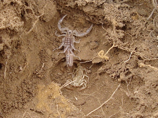 Recently molted Vaejovis species leaving its burrow.