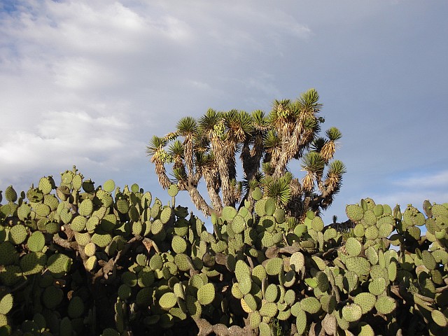 A sea of cactuses (Opuntia species).