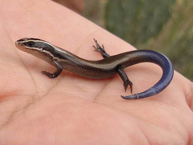 Close up of the juvenile skink on Esme's hand.