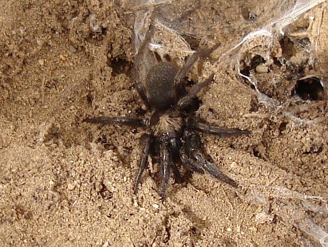 A small juvenile tarantula.