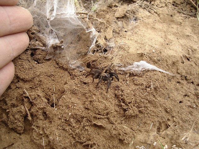 Small tarantula and a part of its burrow.