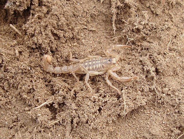 Scorpion, probably Vaejovis species.