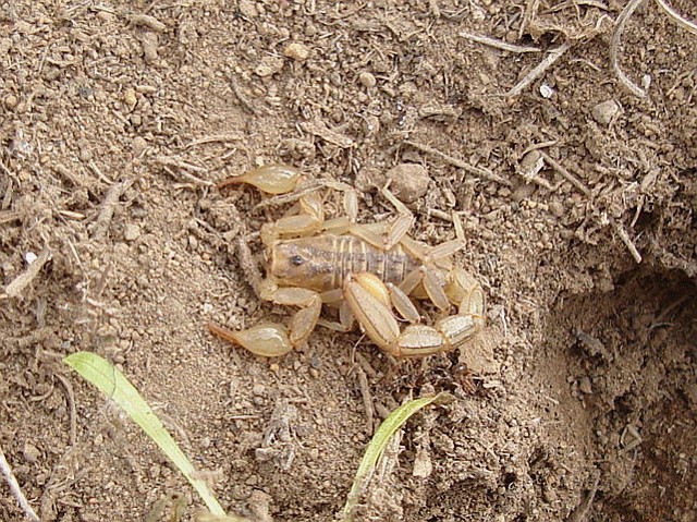 Scorpion, probably Vaejovis species.