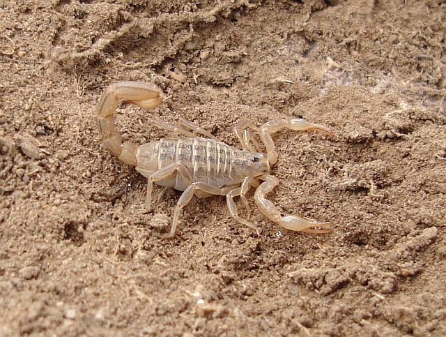 Scorpion, probably Vaejovis species.