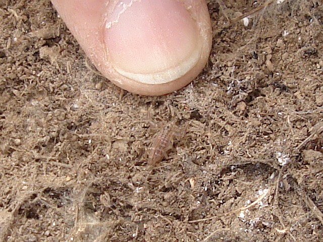 A very small scorpion, probably 2nd instar Vaejovis species.